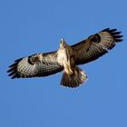 Buteo buteo