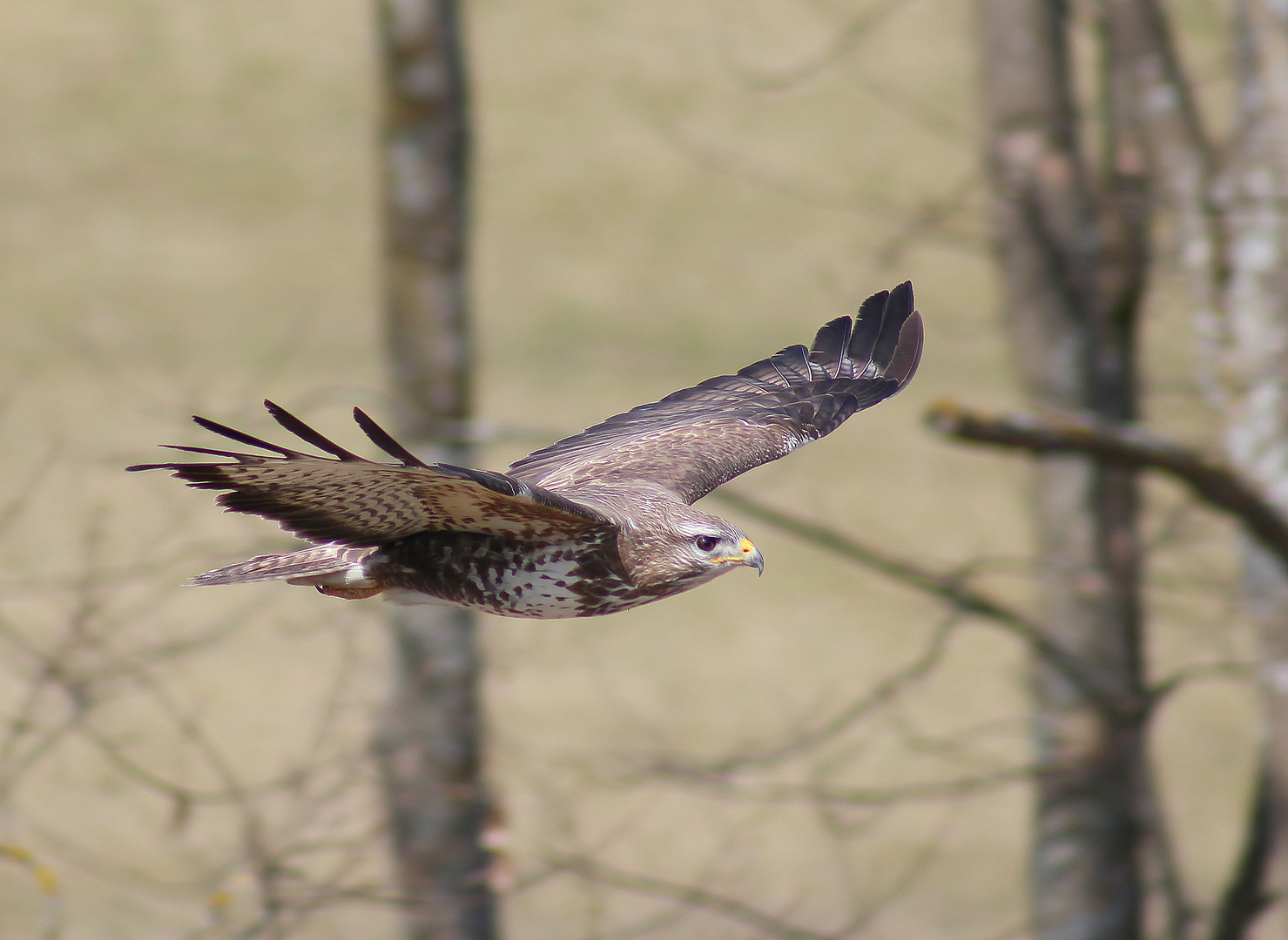 Buteo buteo