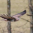 Buteo buteo