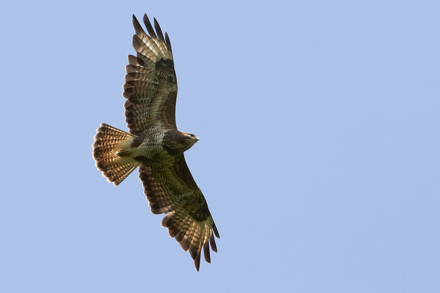 Buteo buteo