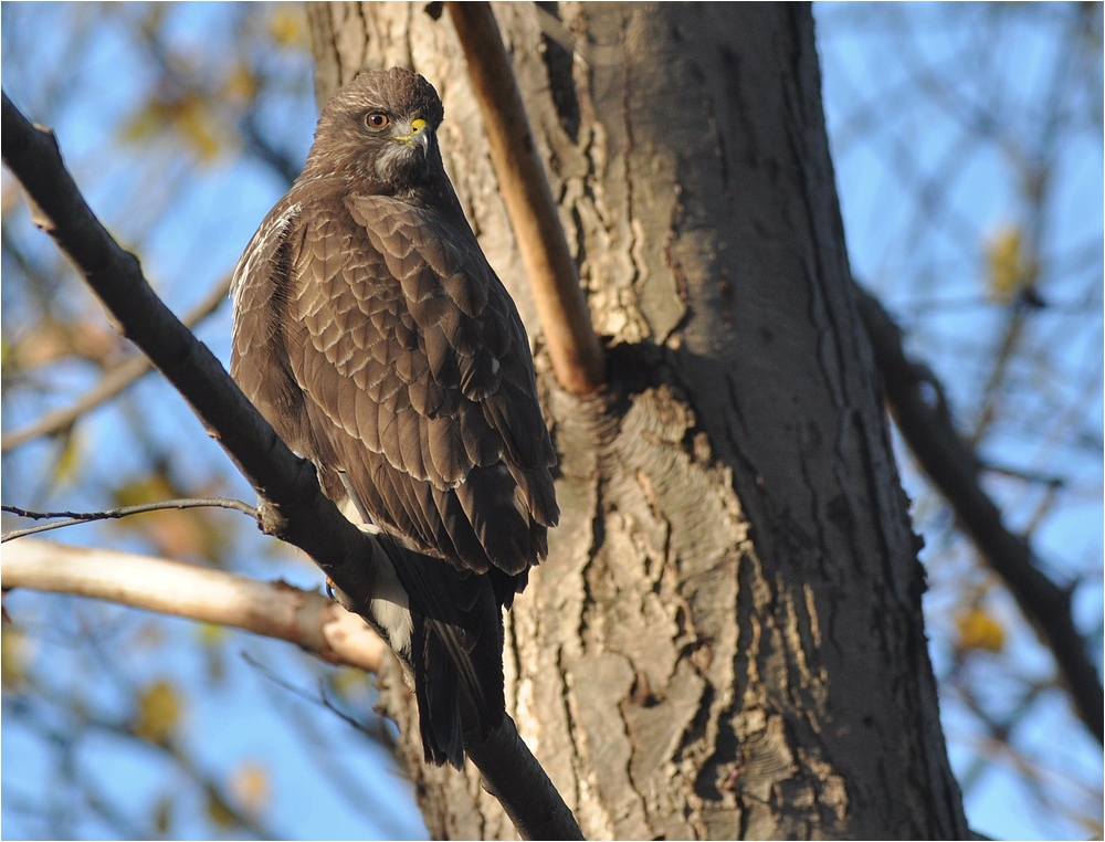 Buteo buteo