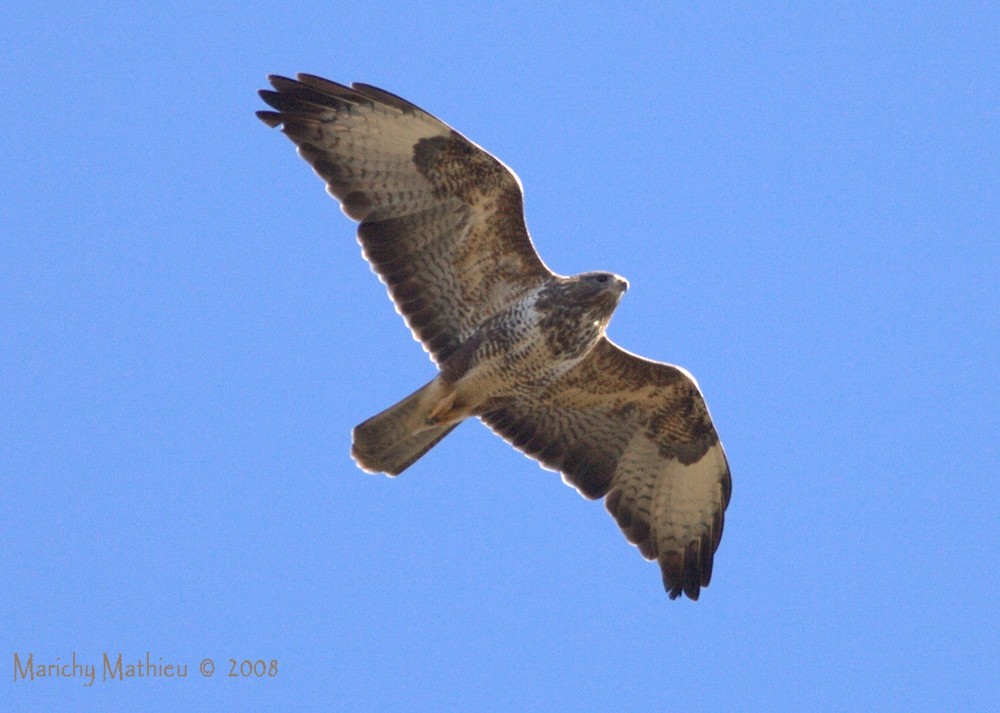 Buteo buteo Buse Variable