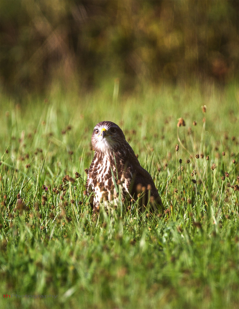 Buteo buteo