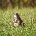 Buteo buteo