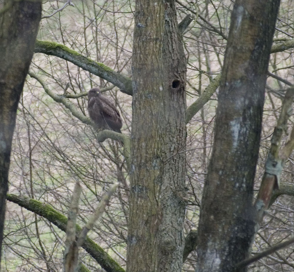 Buteo buteo)