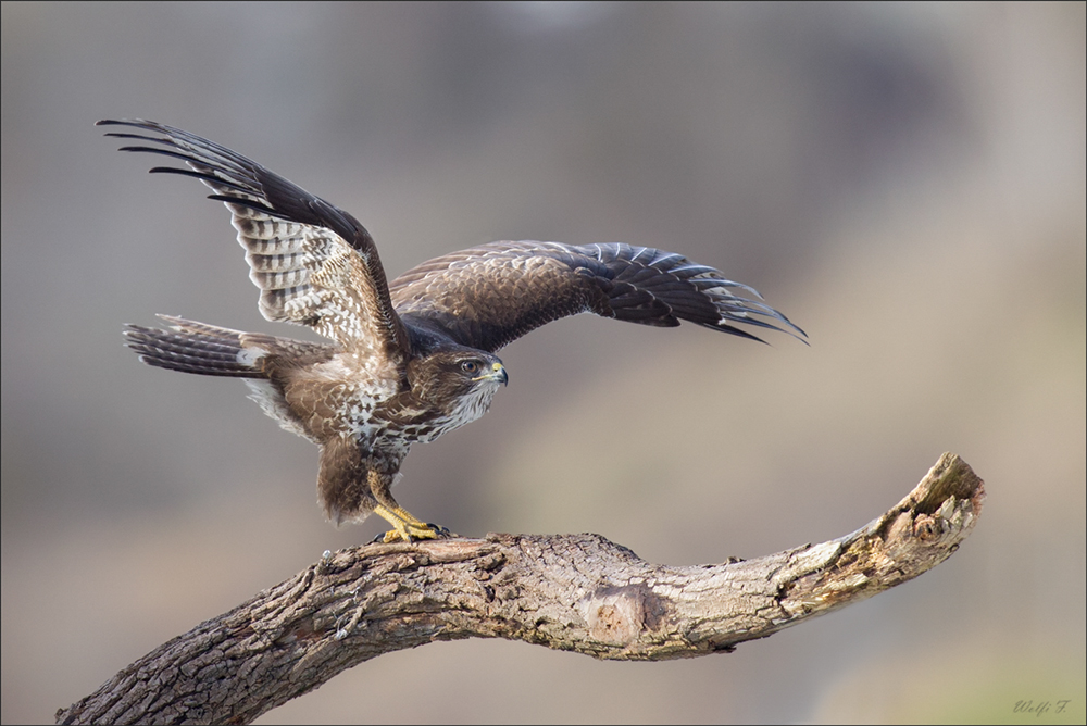 Buteo buteo