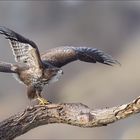 Buteo buteo