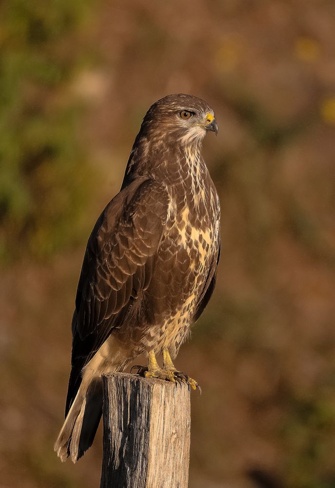 Buteo Buteo Foto & Bild | tiere, zoo, wildpark & falknerei, vögel ... Buteo Buteo