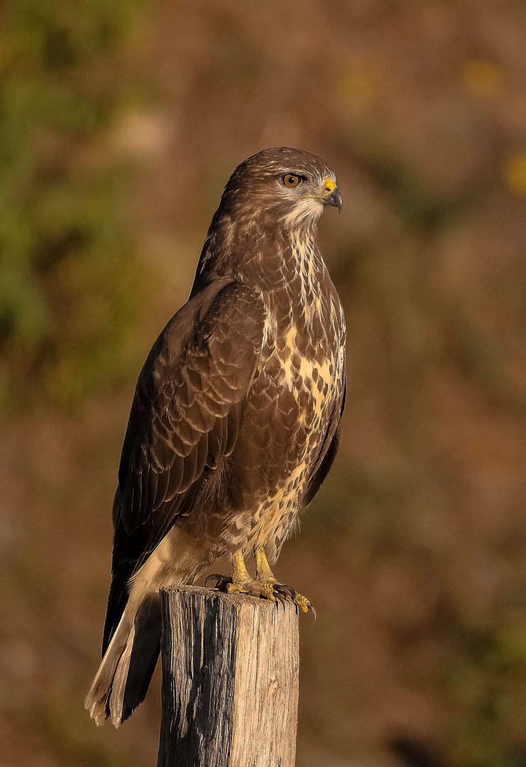 Buteo Buteo