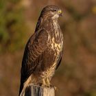 Buteo Buteo