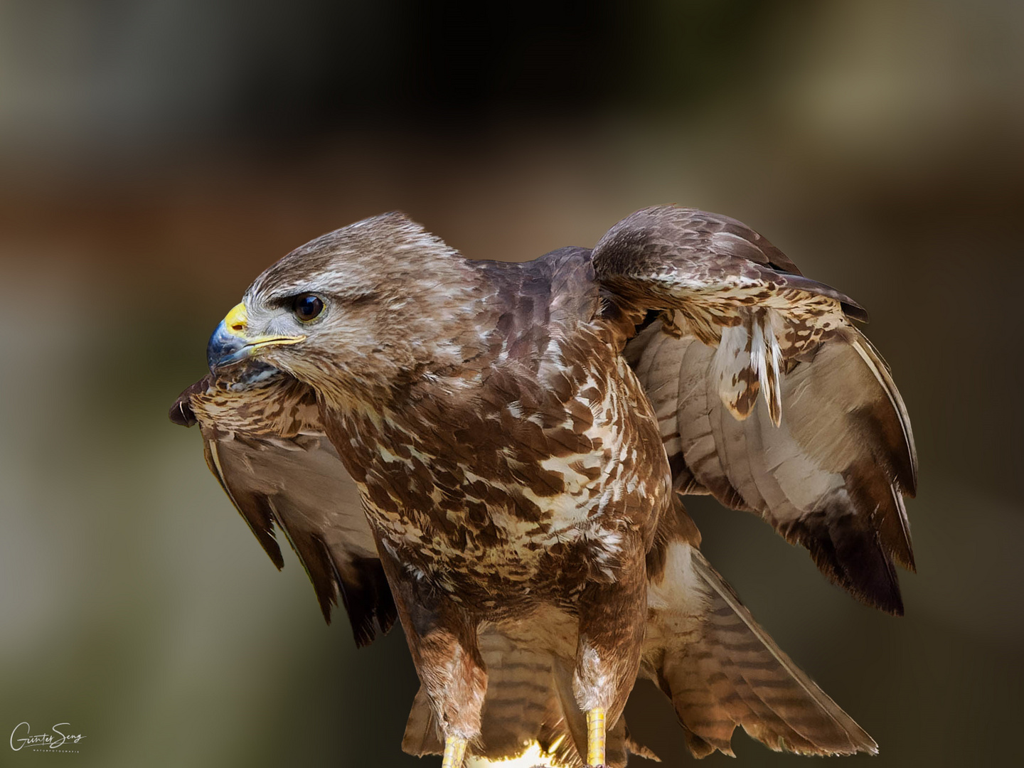 Buteo buteo , der Mäusebussard