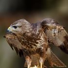 Buteo buteo , der Mäusebussard