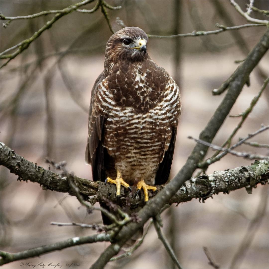 Buteo Buteo ... der Mäusebussard 