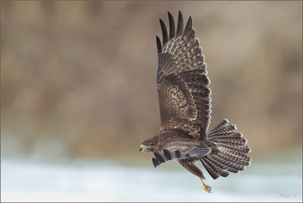 Buteo Buteo der Seitenblick