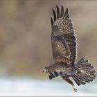 Buteo Buteo der Seitenblick