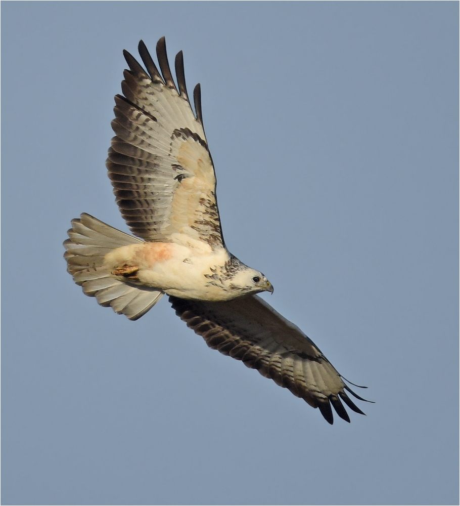 Buteo buteo