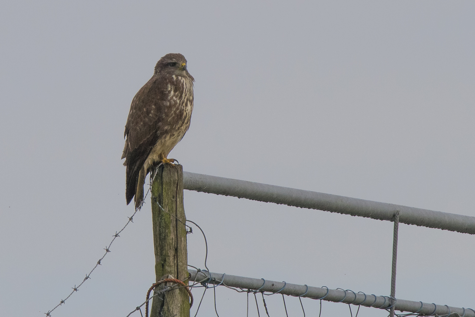 Buteo buteo