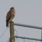 Buteo buteo