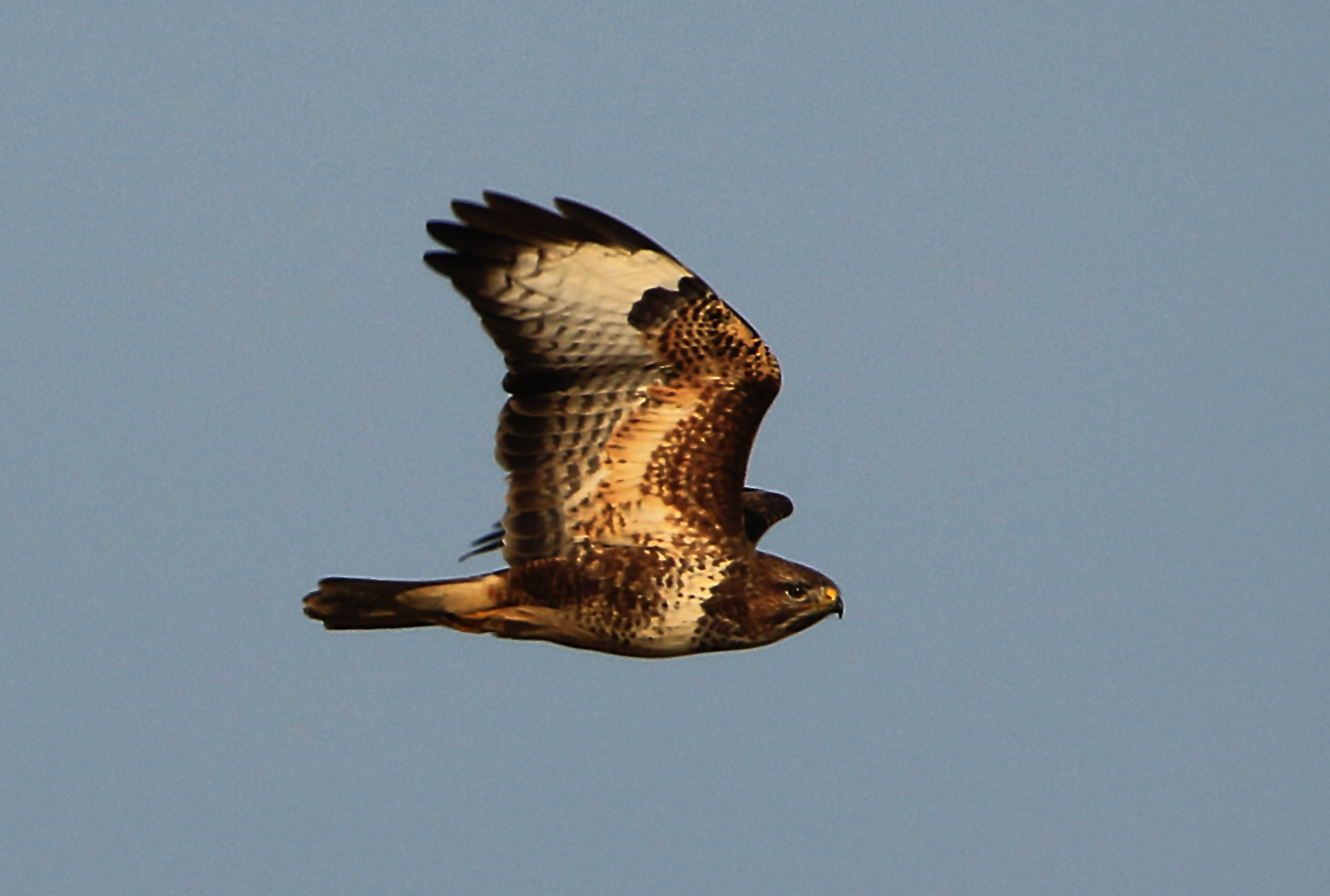 buteo buteo 