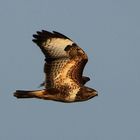 buteo buteo 