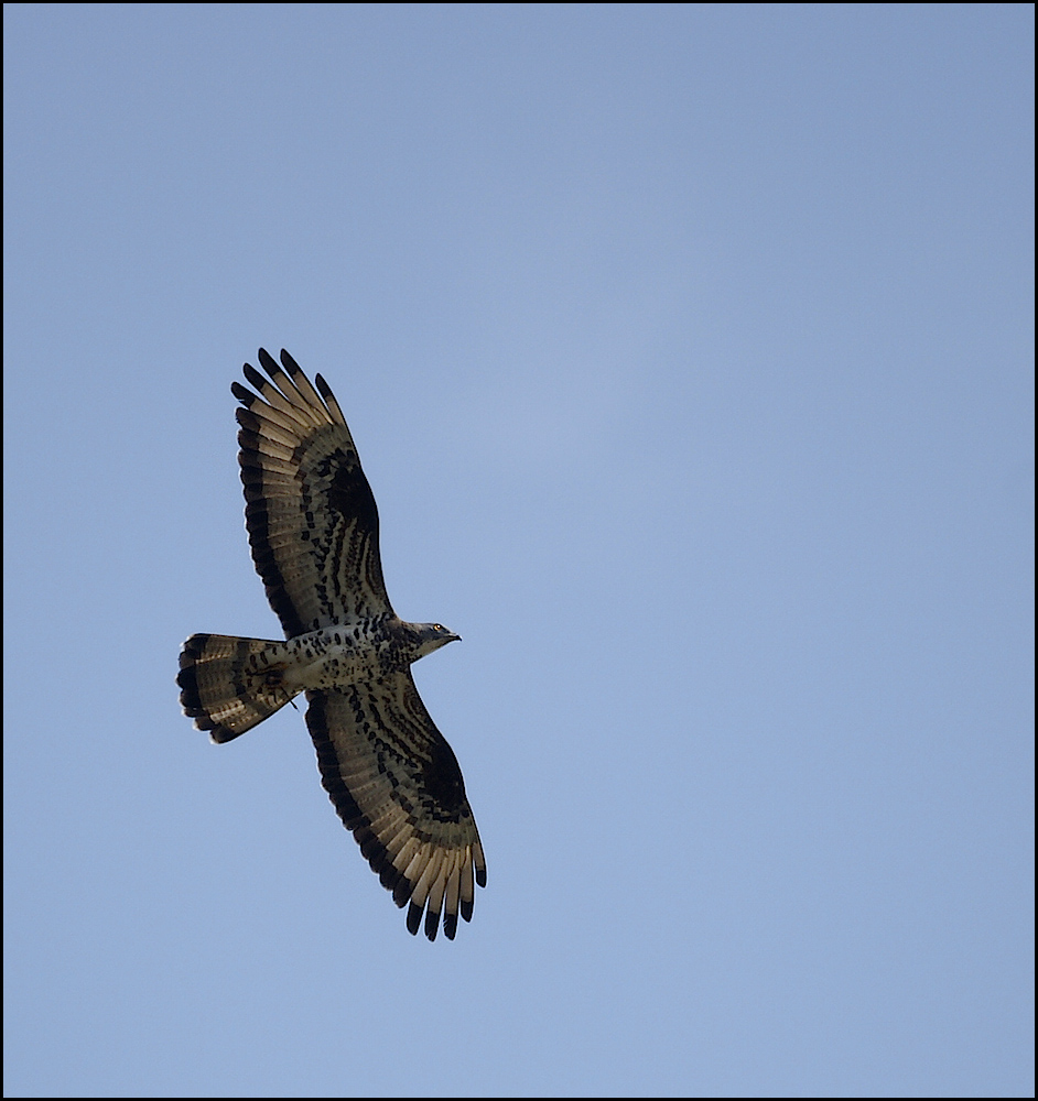 Buteo Buteo