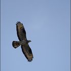 Buteo Buteo