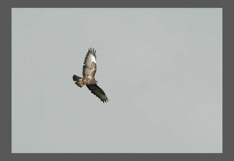 Buteo buteo....