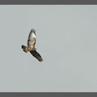 Buteo buteo....