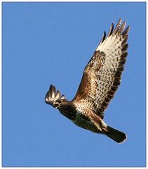 Buteo buteo