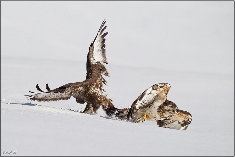 Buteo- Buteo Flucht