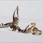 Buteo- Buteo Flucht