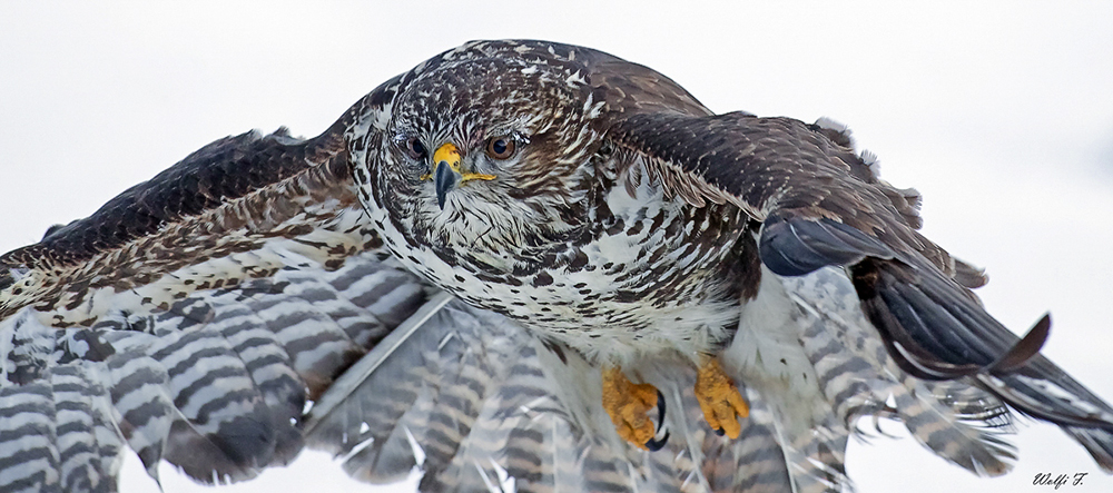 Buteo-Buteo Frontal