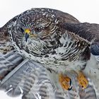 Buteo-Buteo Frontal