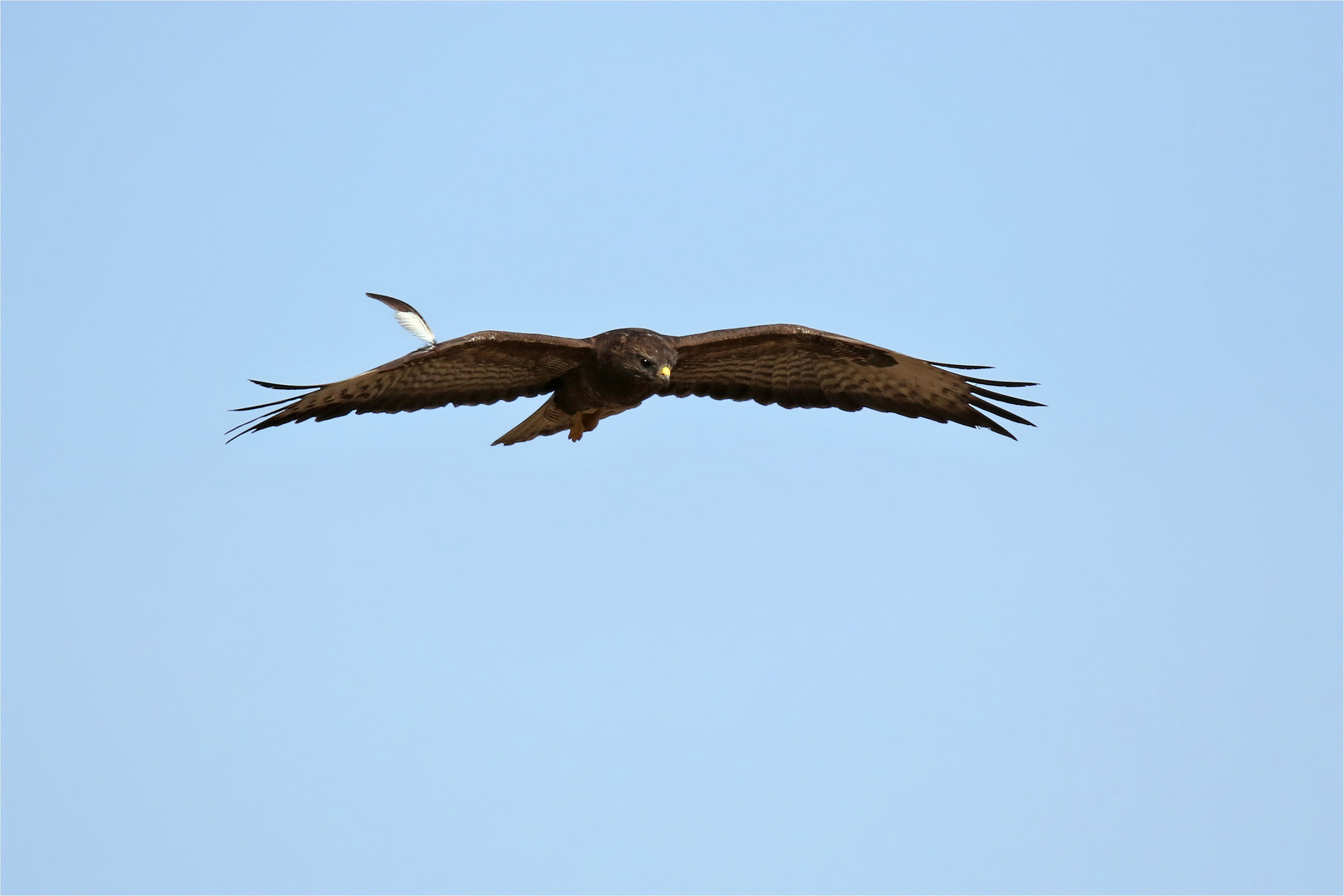 Buteo buteo, " Häuptling " coole Feder ...