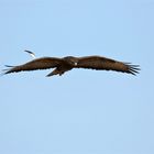 Buteo buteo, " Häuptling " coole Feder ...