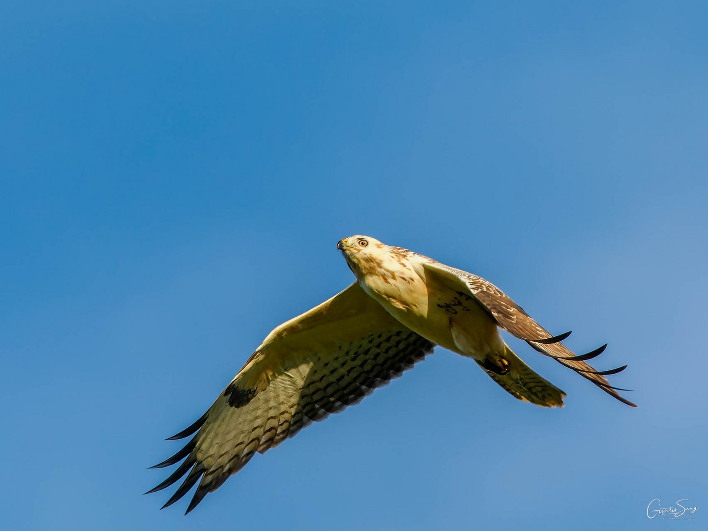 Buteo buteo  helle Morphe..