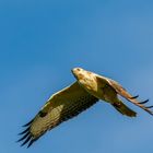 Buteo buteo  helle Morphe..