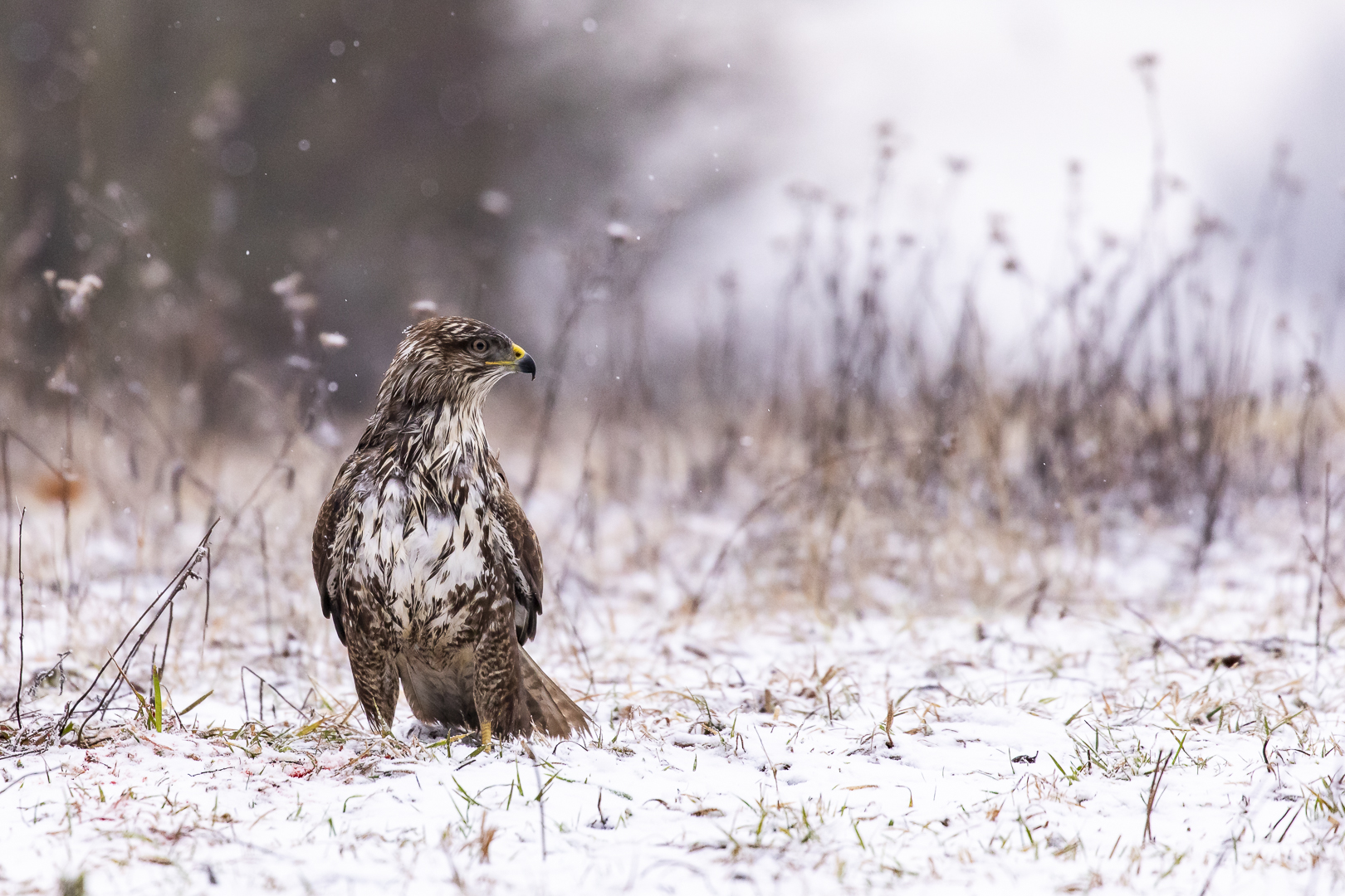 Buteo buteo im Schnee