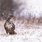 Buteo buteo im Schnee