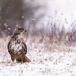 Buteo buteo im Schnee