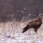 Buteo buteo im Schnee