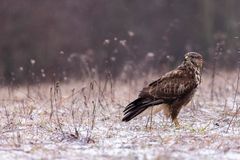 Buteo buteo im Schnee