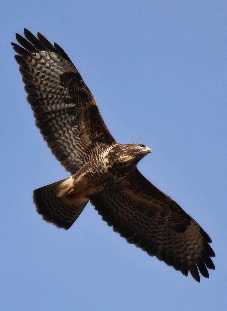 Buteo buteo - Mäusebussard