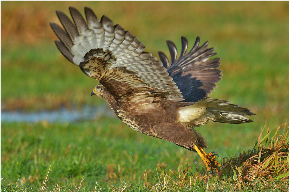 Buteo buteo - Mäusebussard