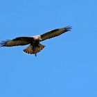 Buteo buteo - Mäusebussard