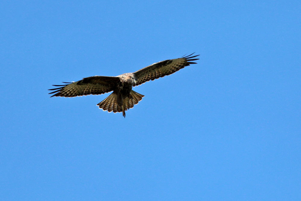 Buteo buteo - Mäusebussard