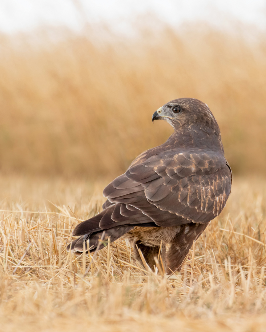 Buteo buteo  - Mäusebussard 