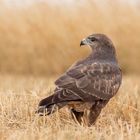 Buteo buteo  - Mäusebussard 