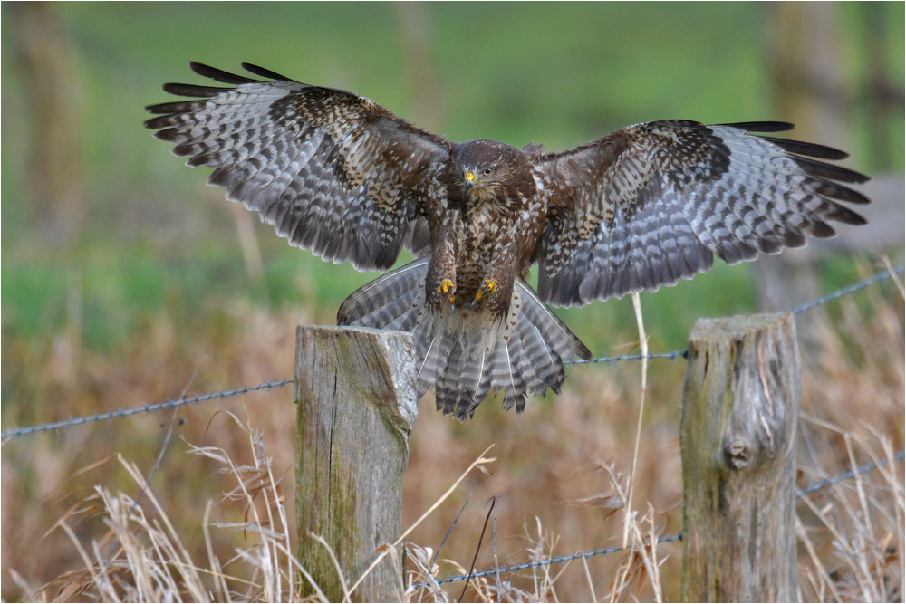 Buteo buteo - Mäusebussard