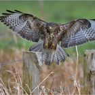 Buteo buteo - Mäusebussard